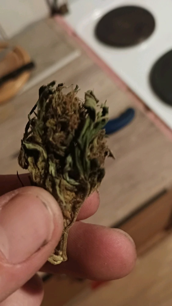 Obrázek nahrál Vojtěch Štika