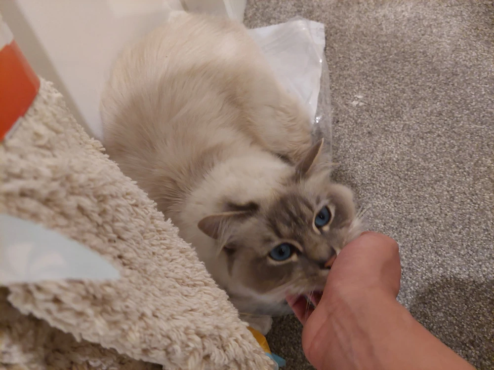 由Richard上传的图片