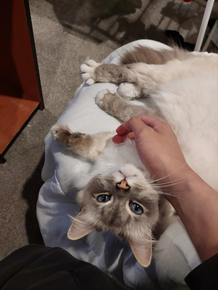 由Richard上传的图片