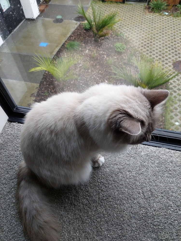 由Richard上传的图片