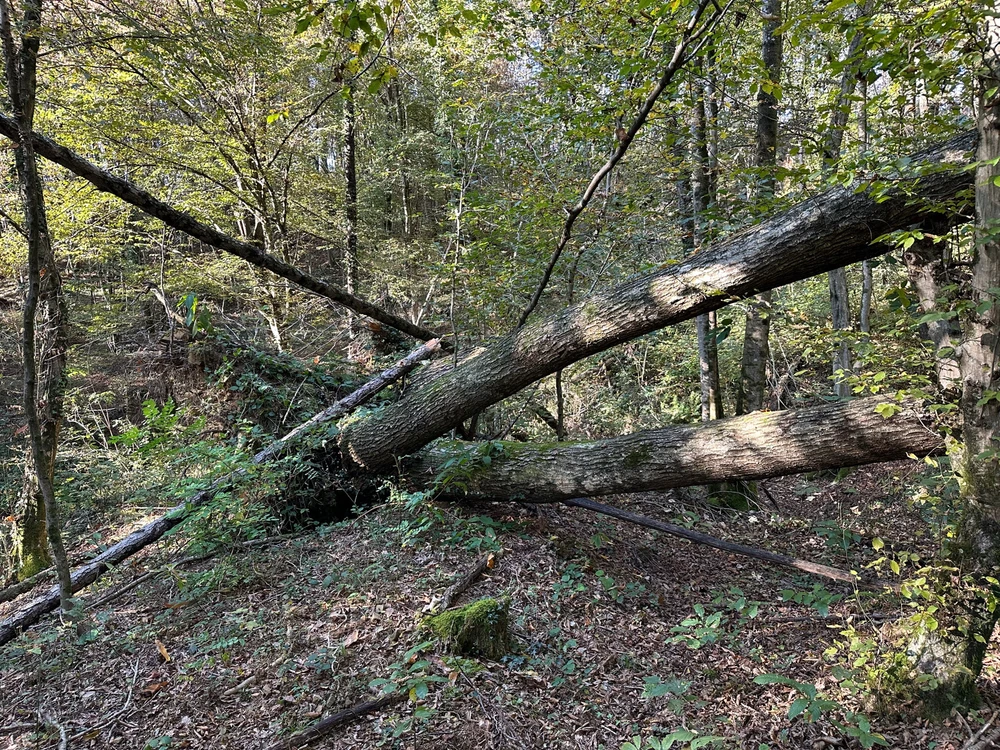 Image uploaded by Michele