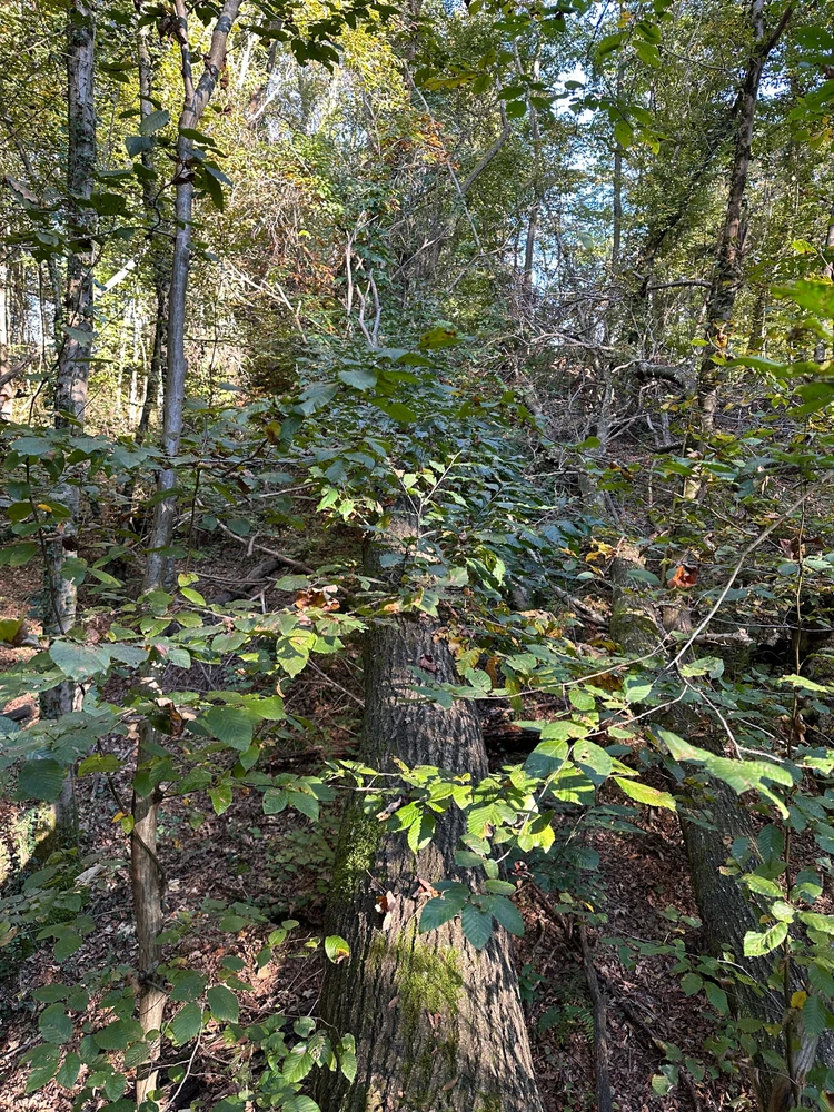 Image uploaded by Michele