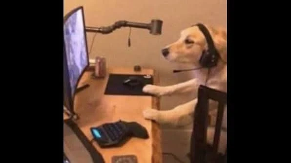 Image uploaded by Bruno