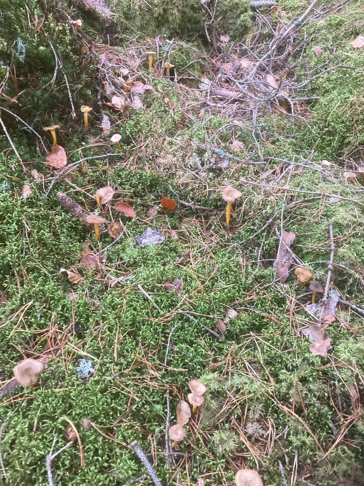 Image uploaded by Fredric