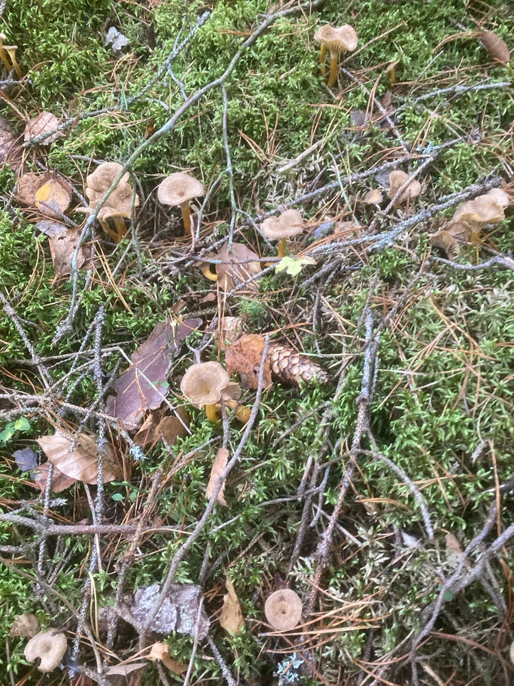 Image uploaded by Fredric