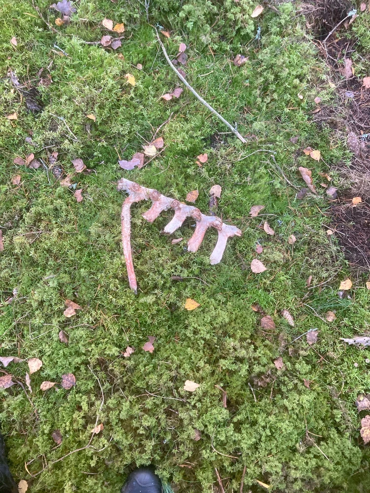 Image uploaded by Fredric