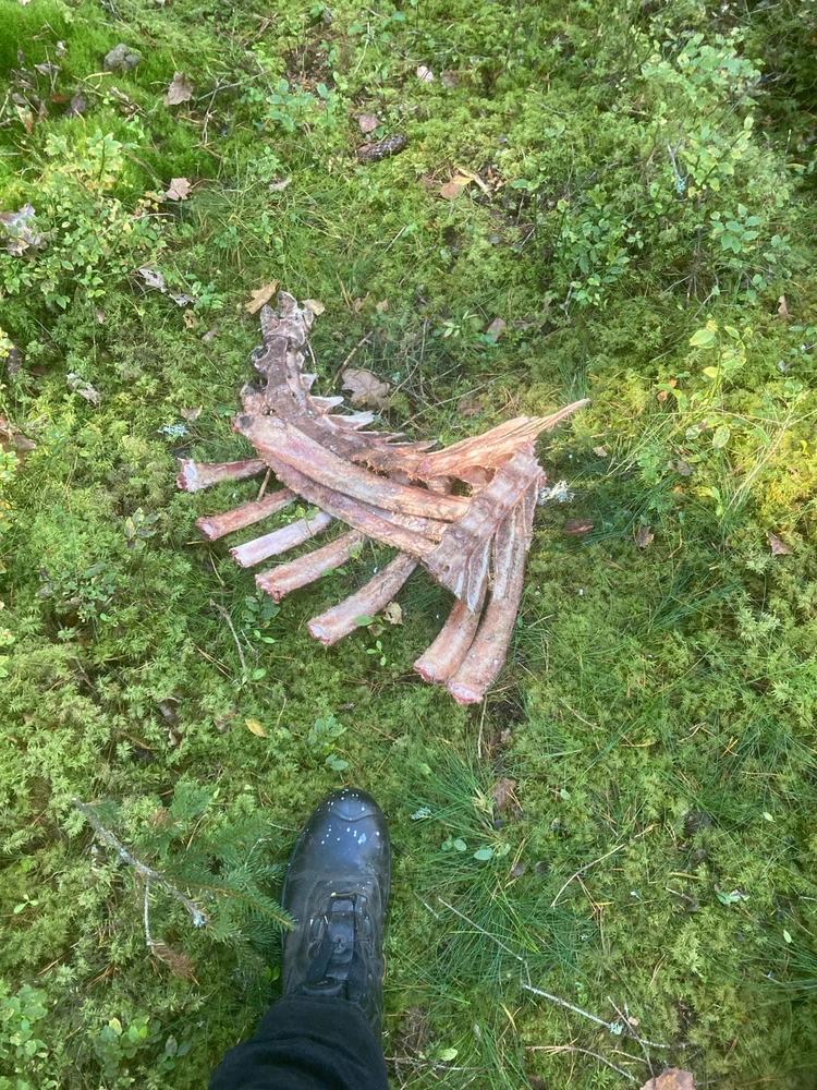 Image uploaded by Fredric