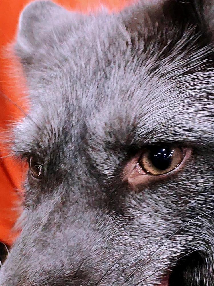 Фото загрузил 🅦🅣🅕ⓄⓍ