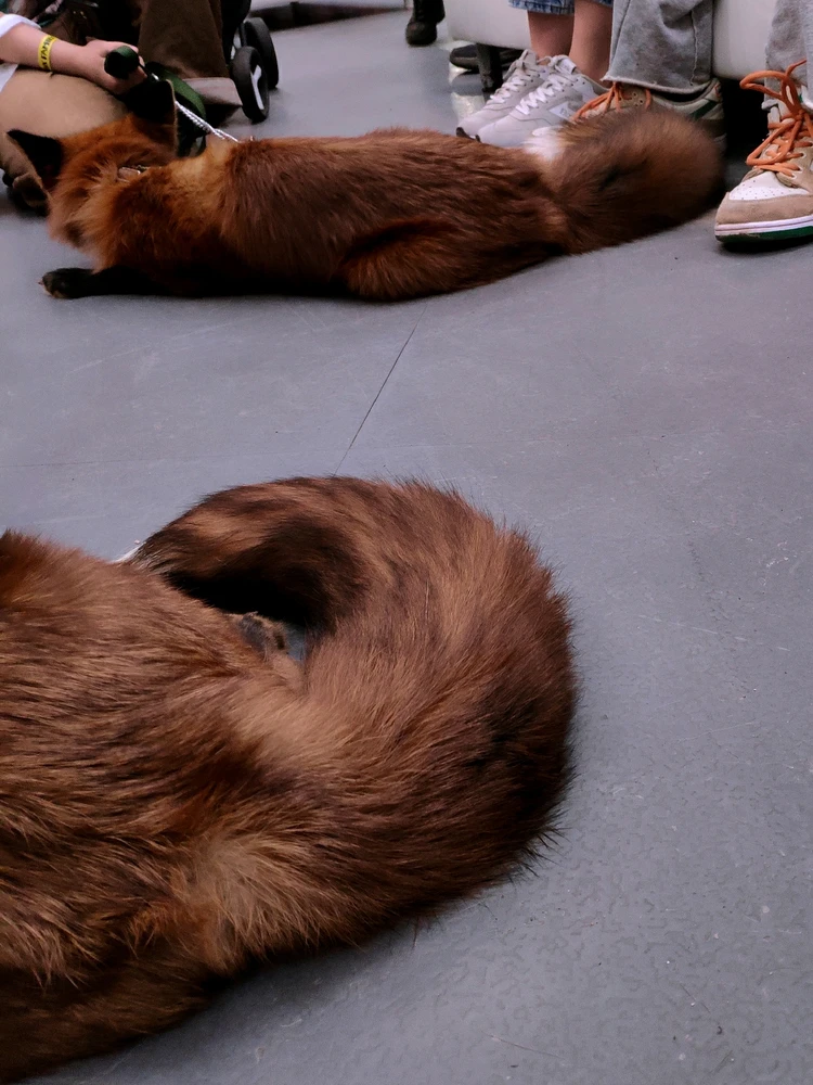 Фото загрузил 🅦🅣🅕ⓄⓍ