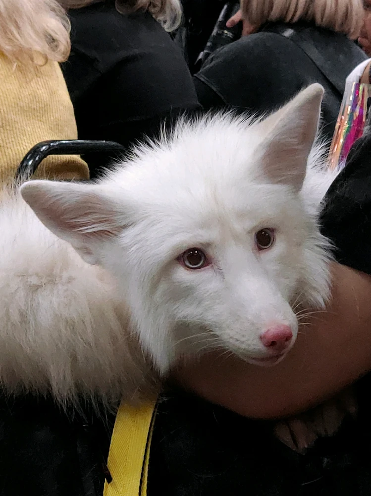 Фото загрузил 🅦🅣🅕ⓄⓍ