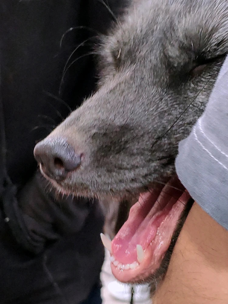 Фото загрузил 🅦🅣🅕ⓄⓍ