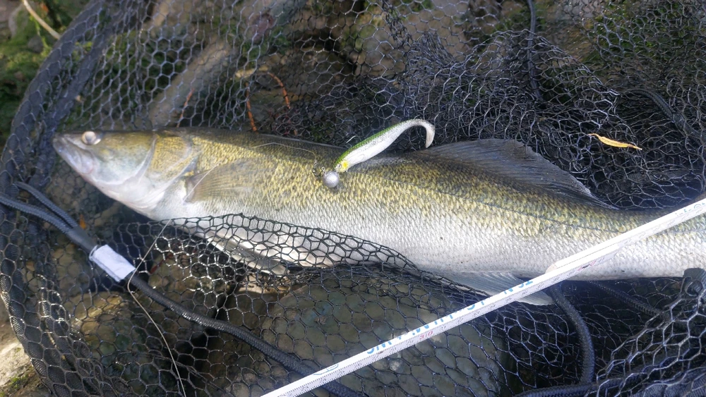 GIF hochgeladen von Vincent