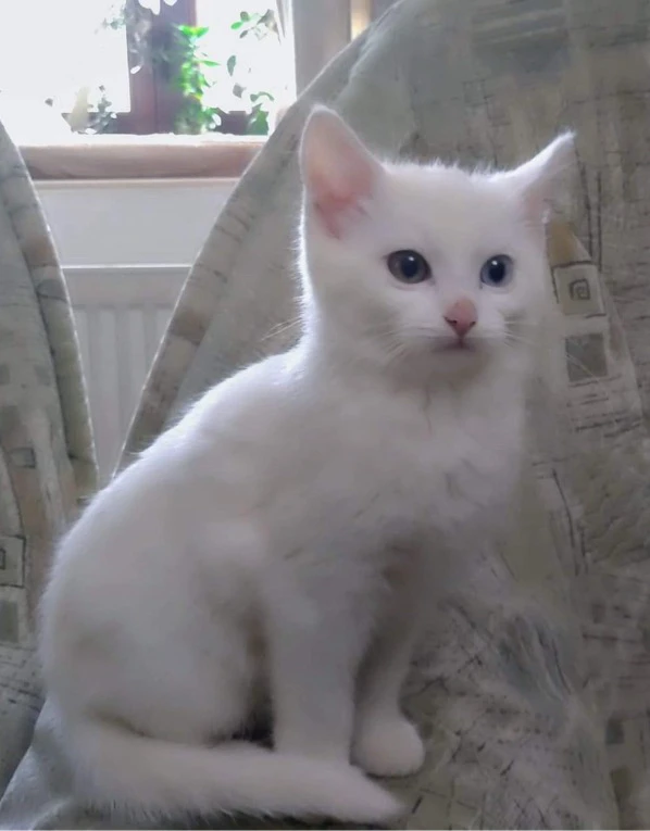 Obrázek nahrál Katy