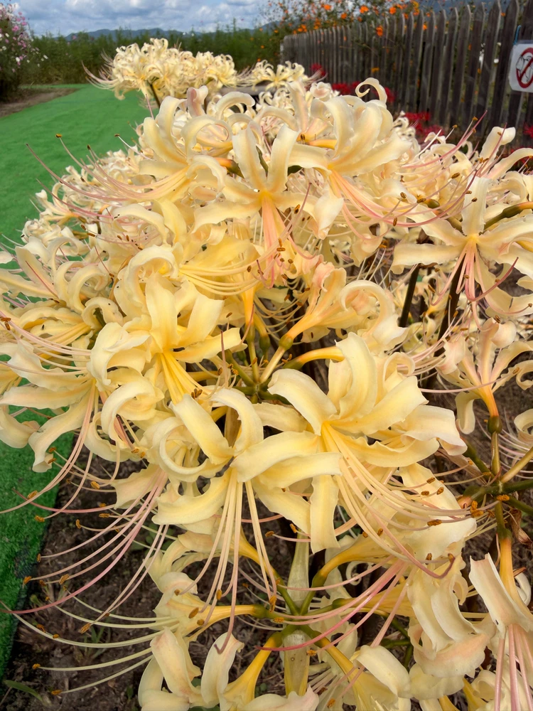 Some shots from my recent trip to Kyoto!~