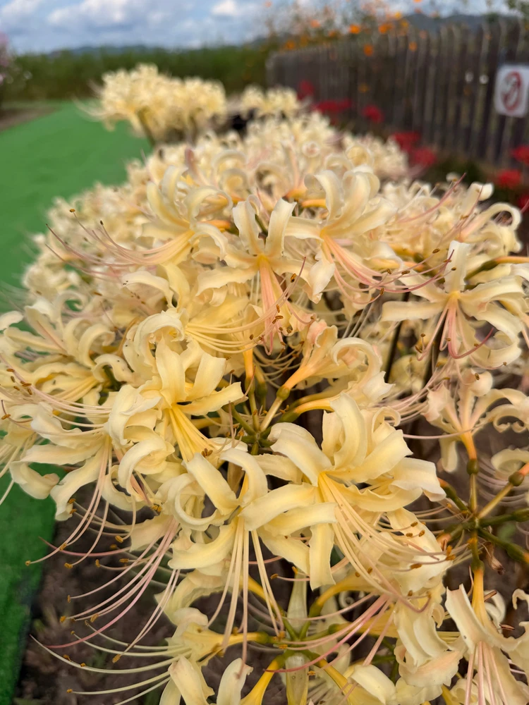 Some shots from my recent trip to Kyoto!~