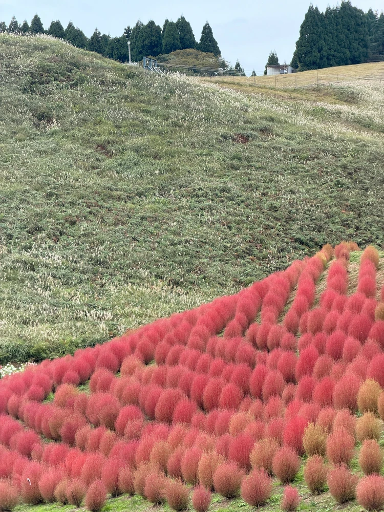 Some shots from my recent trip to Kyoto!~