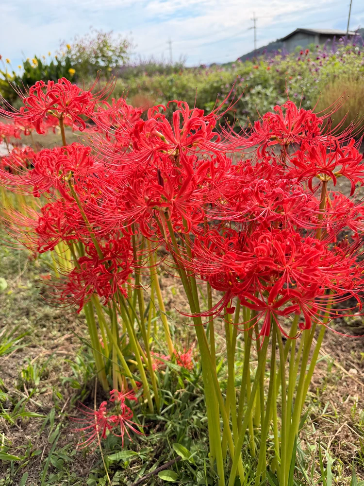 Some shots from my recent trip to Kyoto!~