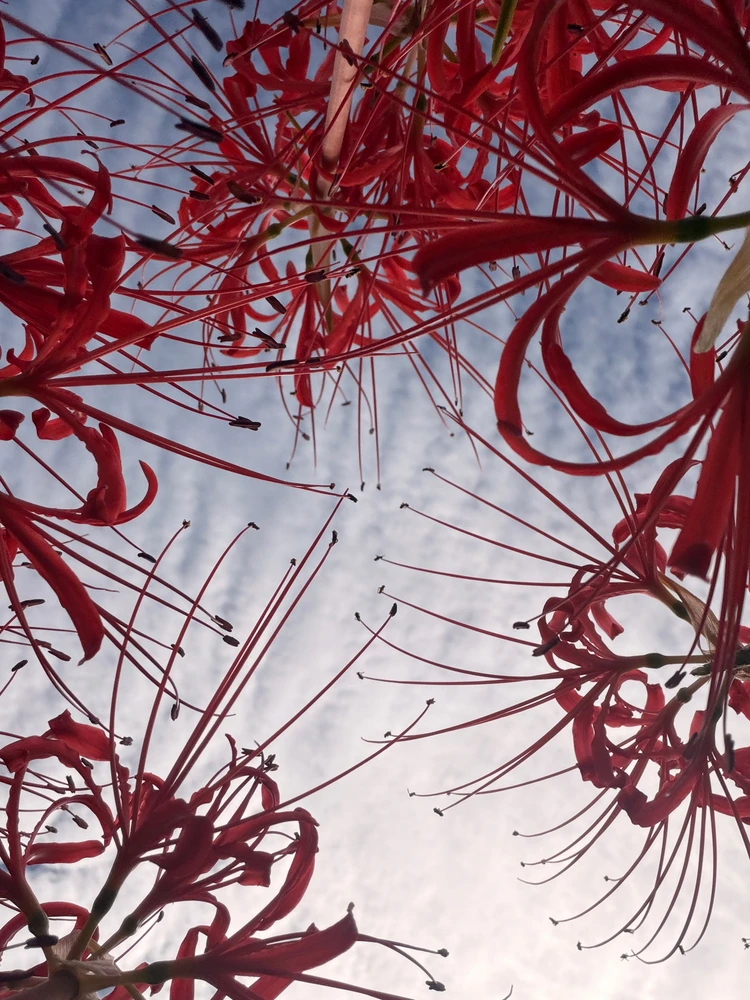 Some shots from my recent trip to Kyoto!~