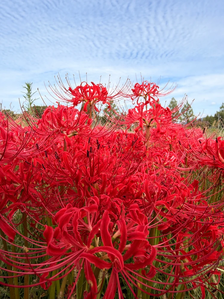 Some shots from my recent trip to Kyoto!~