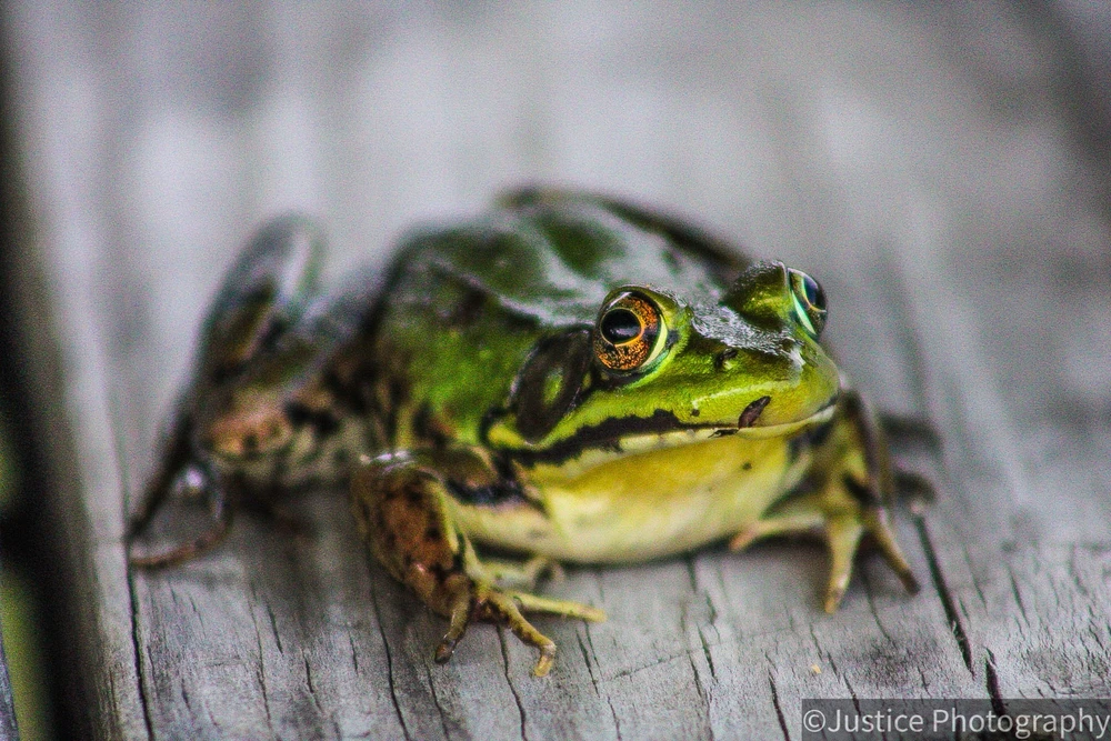 Image uploaded by Justice