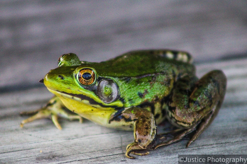 Image uploaded by Justice