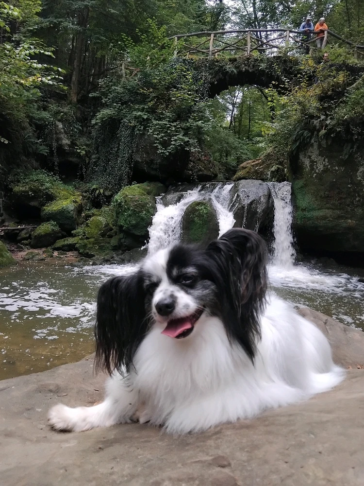 GIF geüpload door Brain