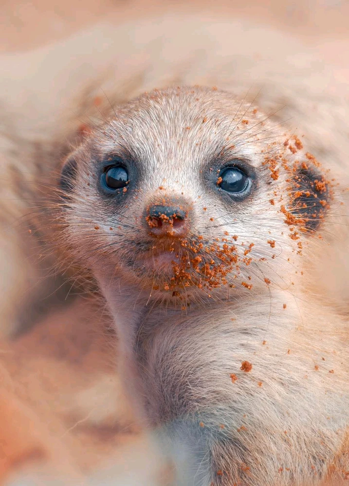 GIF hochgeladen von Osthexe