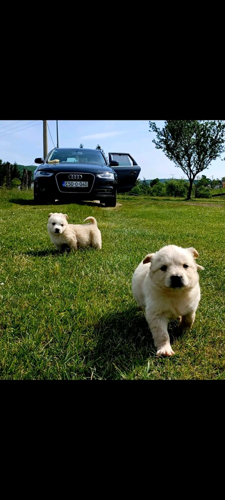 GIF postavljen od Saša