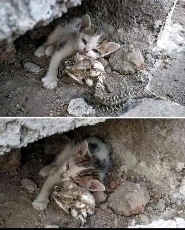GIF uploaded by Калин