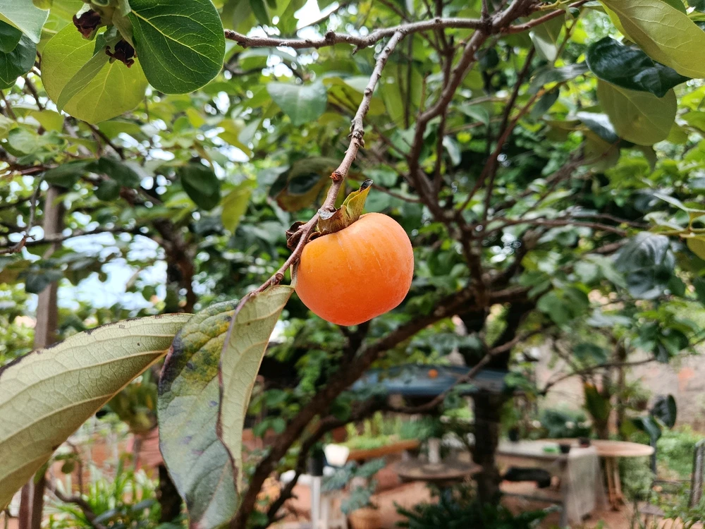 Image uploaded by Jairo