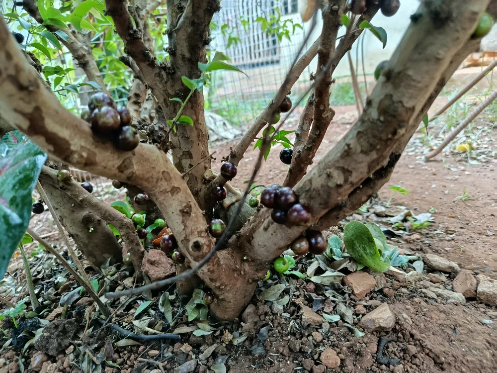 Image uploaded by Jairo