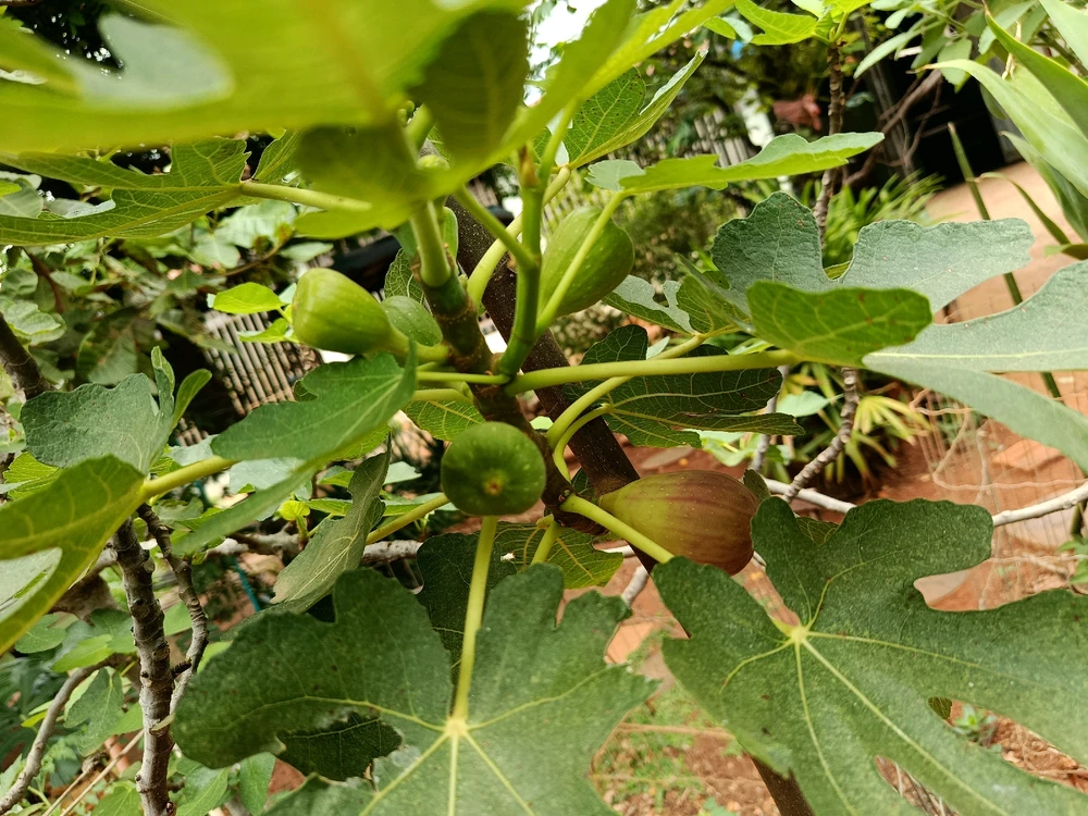 Image uploaded by Jairo