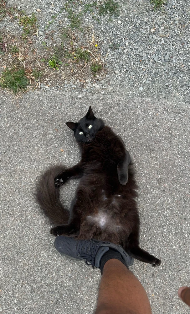 Love this street cat … 😍