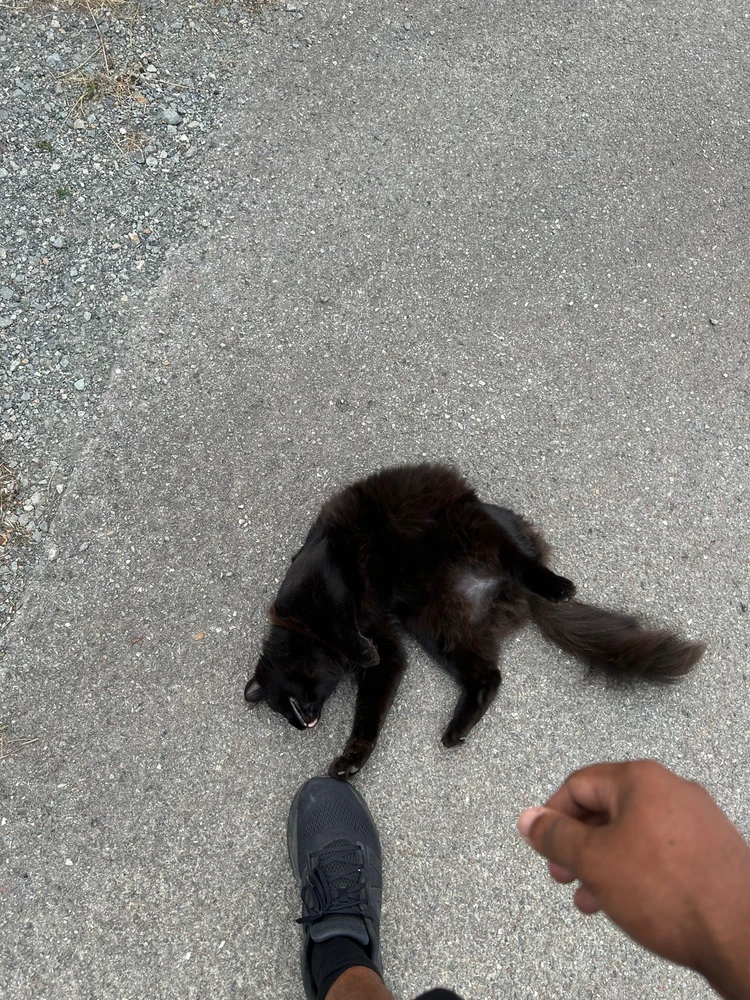 Love this street cat … 😍