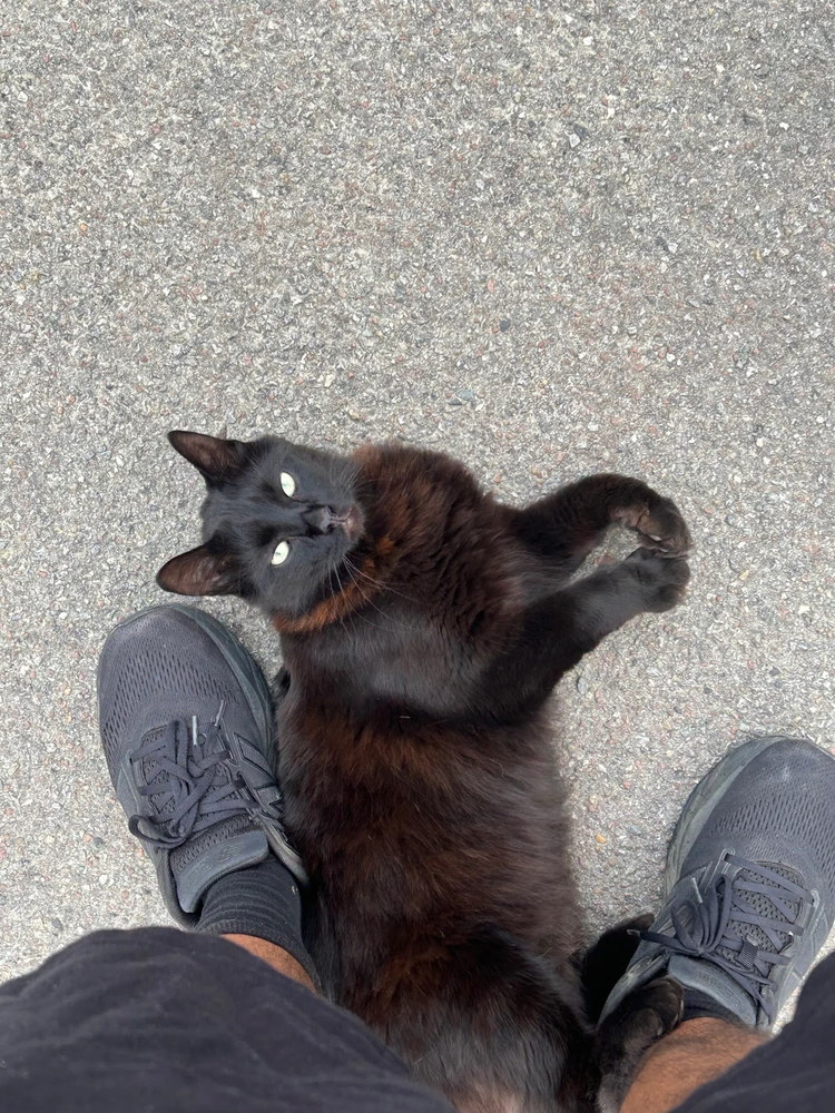 Love this street cat … 😍