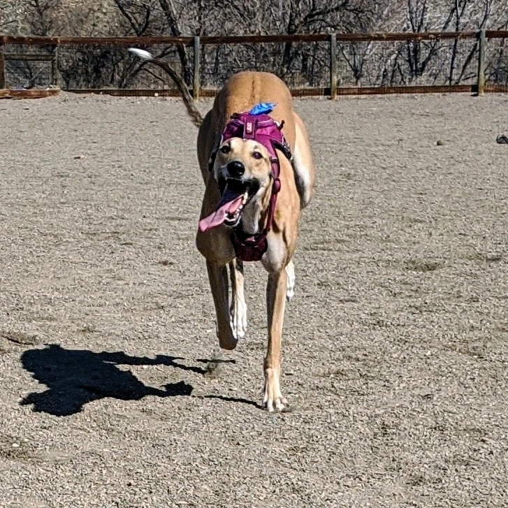 GIF diunggah dening Tony