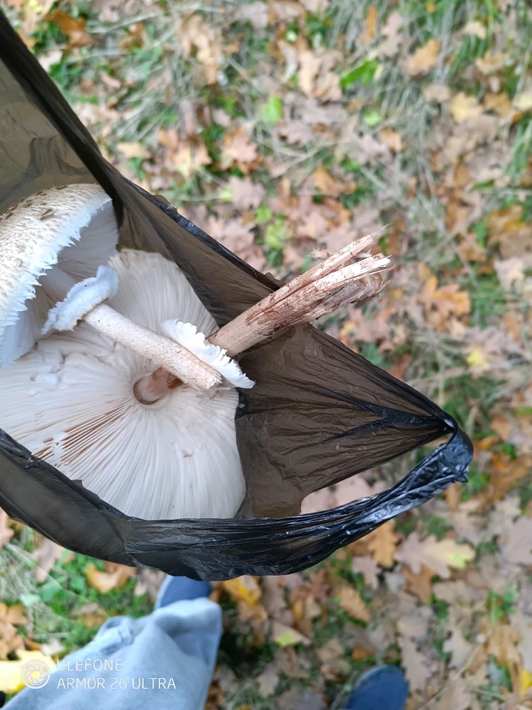 Качено от Деян Димитров