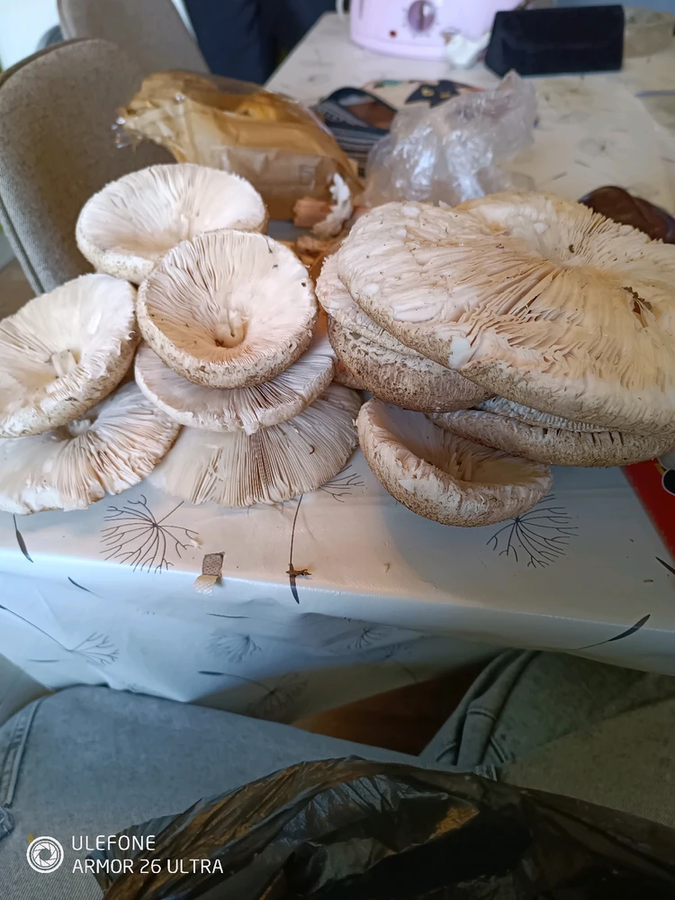 Качено от Деян Димитров