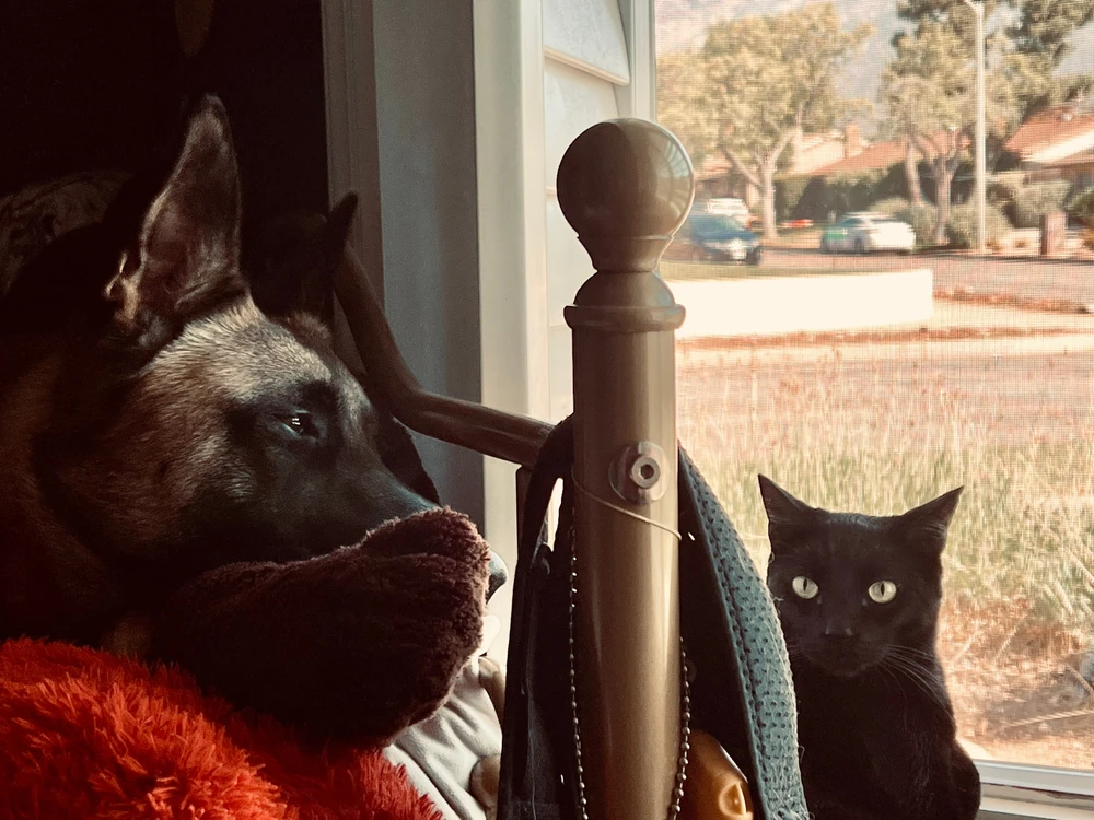 Debating on buying the subscription to this app