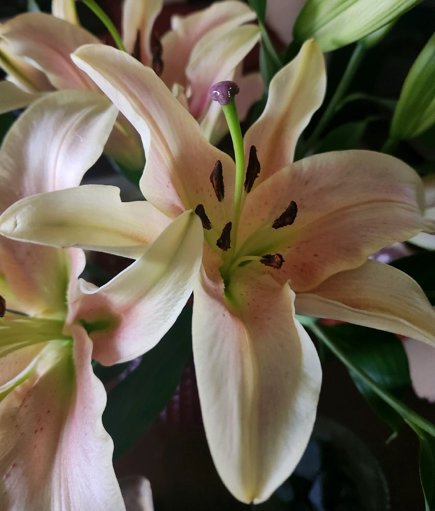 Blush Peach colored Lilies