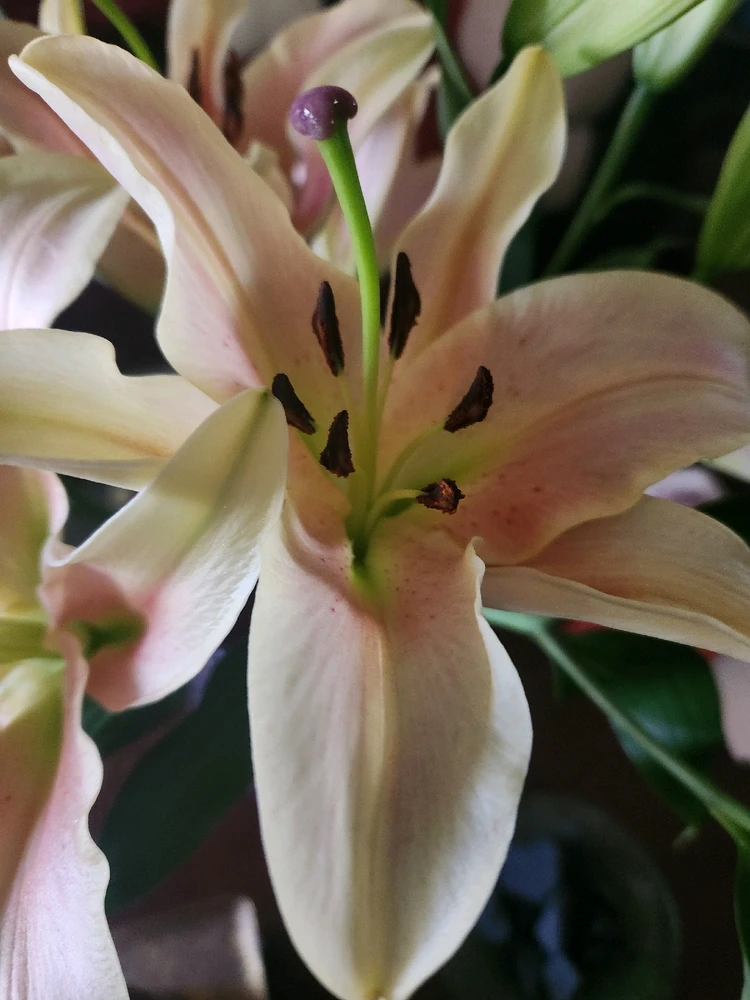 Blush Peach colored Lilies