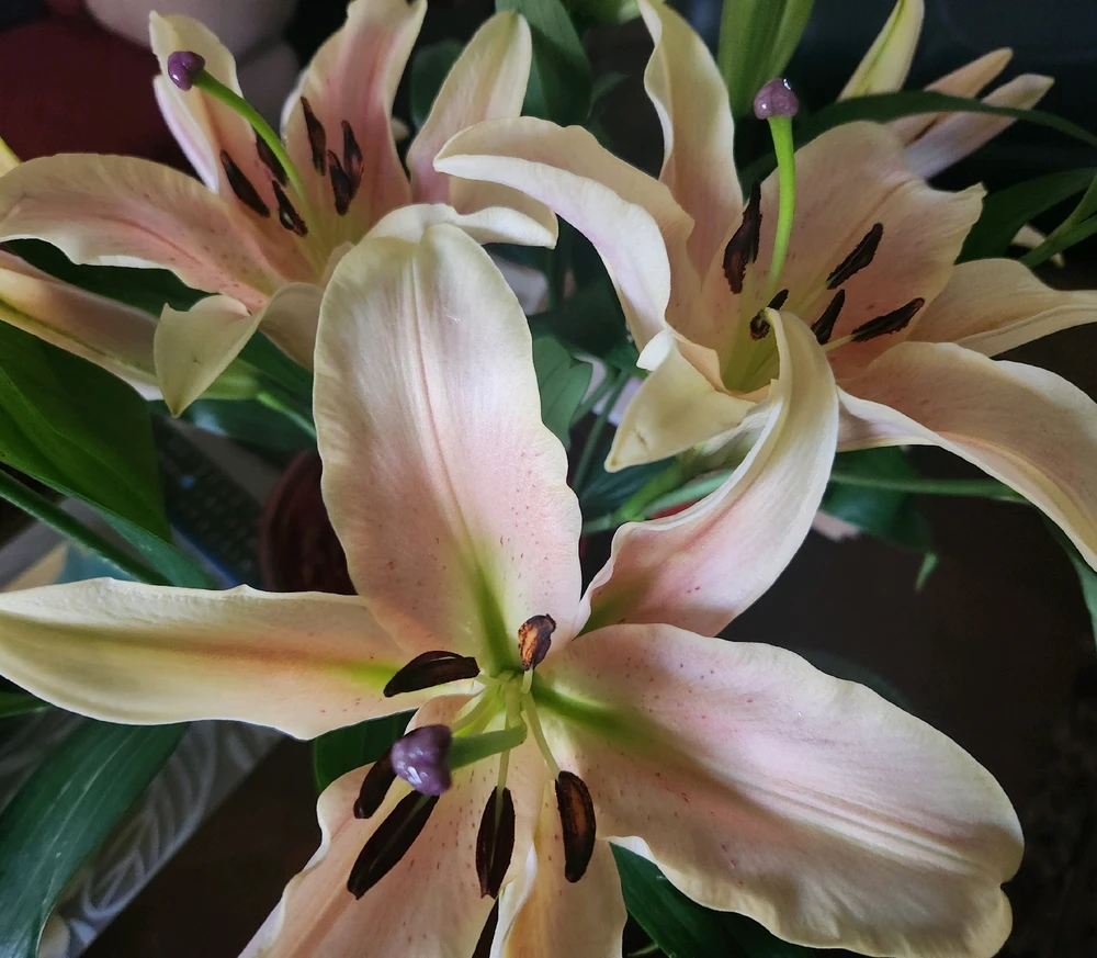 Blush Peach colored Lilies