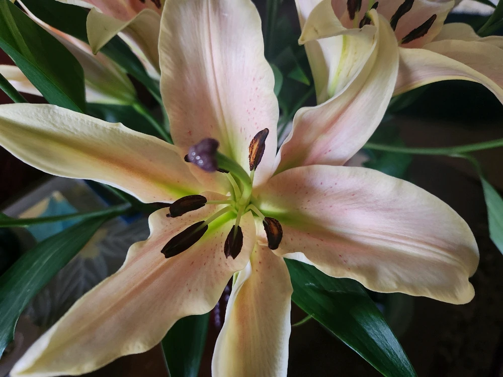 Blush Peach colored Lilies