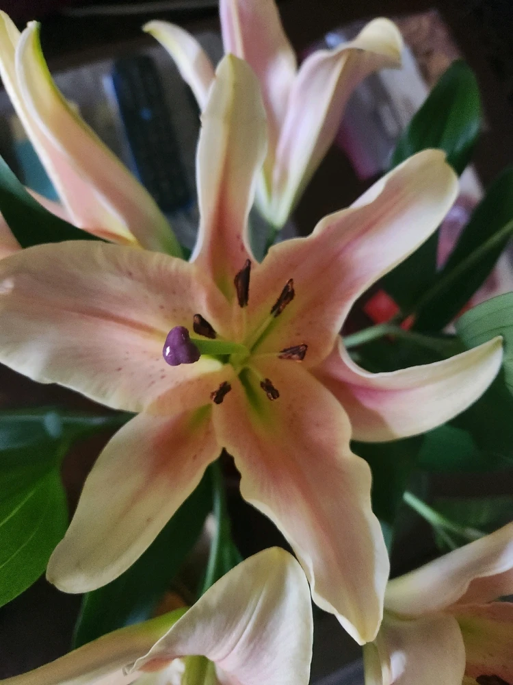 Blush Peach colored Lilies