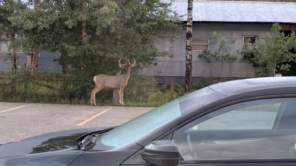 Saw a deer when I was in Northern British Columbia, Canada