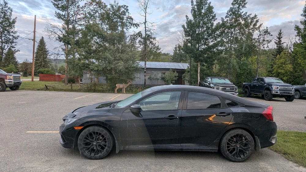 Saw a deer when I was in Northern British Columbia, Canada