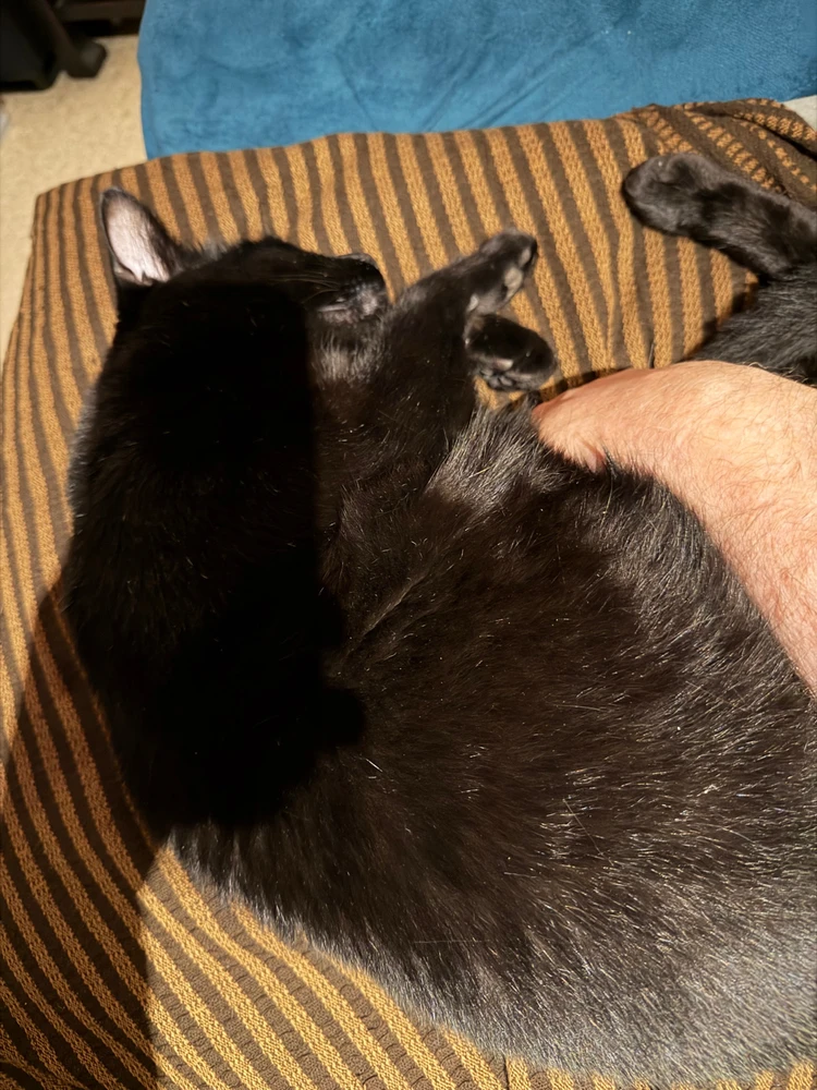 GIF uploaded by Randy