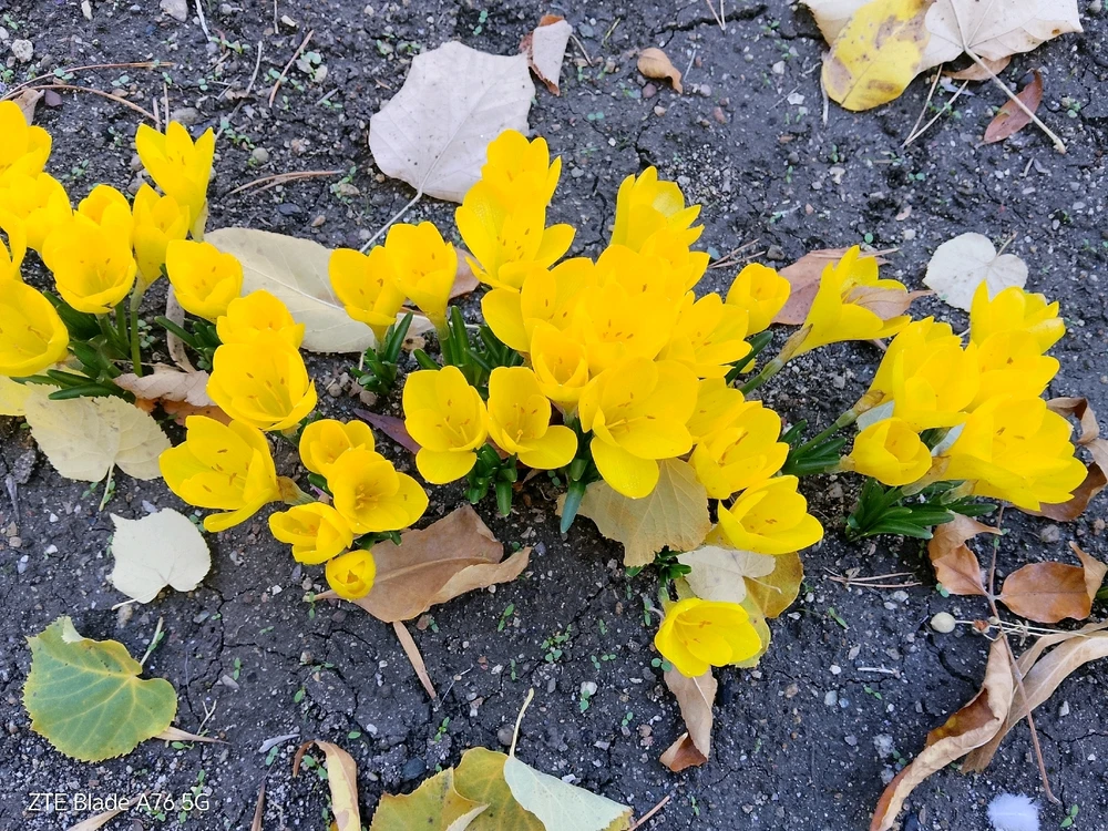 Качено от Geri