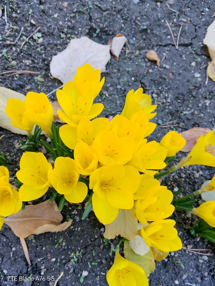 Качено от Geri