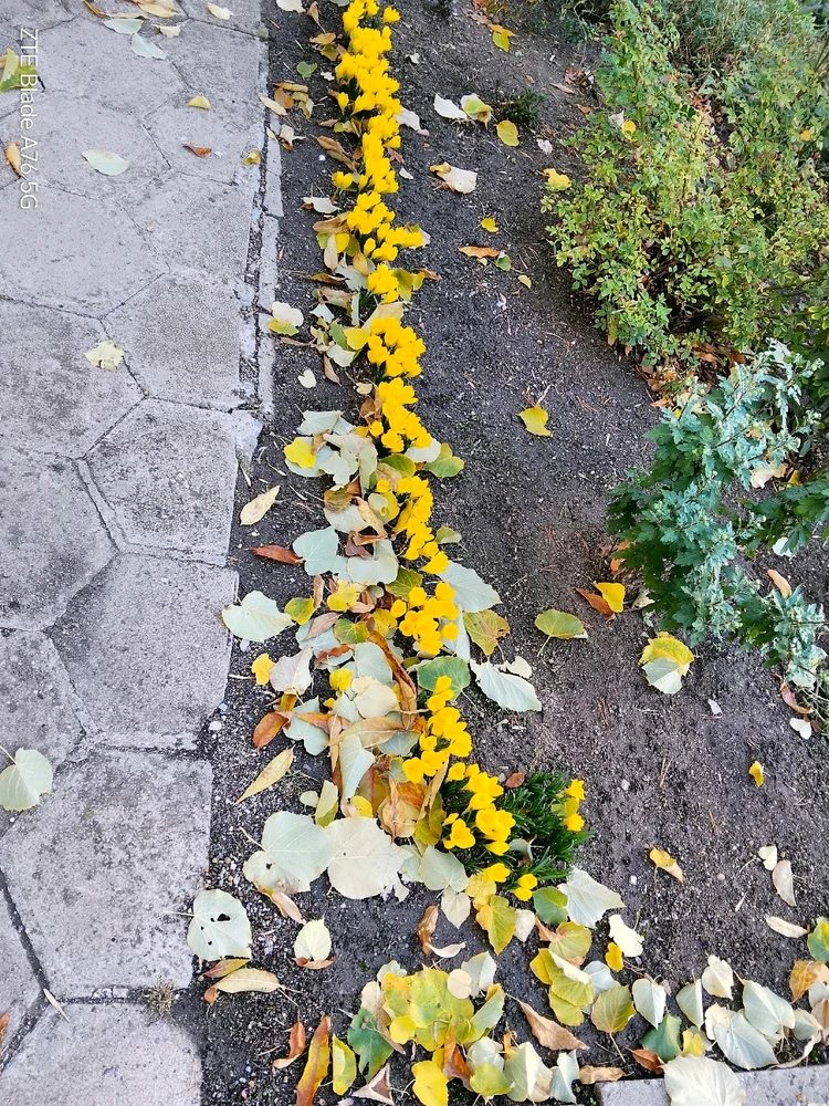 Качено от Geri